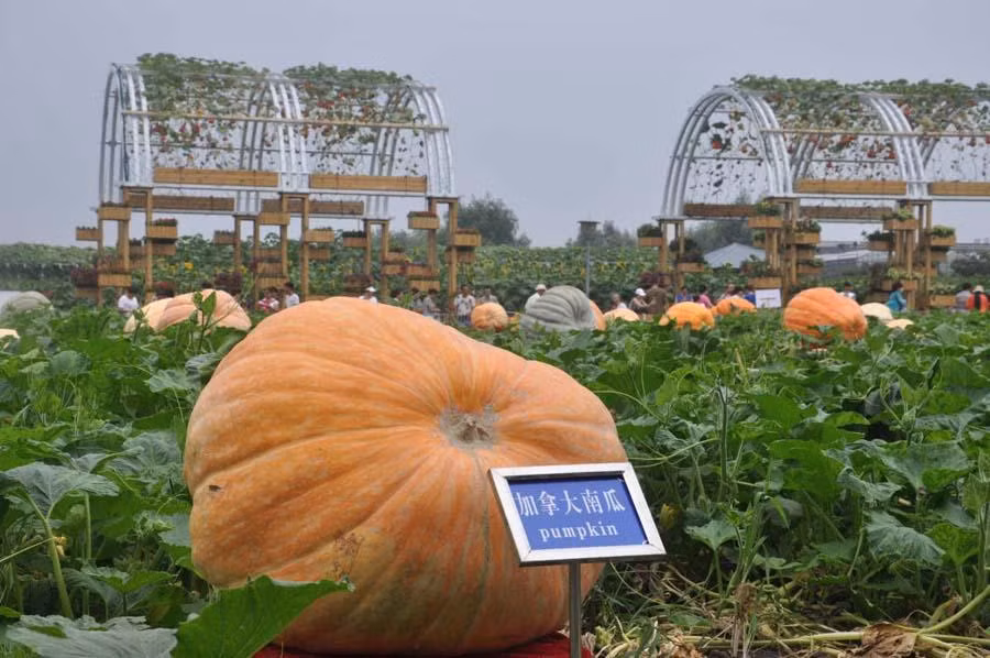 Trong sự kiện này còn có sự xuất hiện của những quả bí ngô khổng lồ.