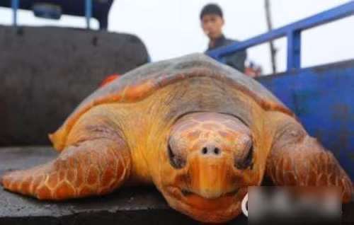 Theo ông Lý, người bắt được con rùa cho biết, sinh vật biển này có vẻ bề ngoài rất đẹp, dài 107 cm, rộng 73 cm và có trọng lượng 67,5kg.