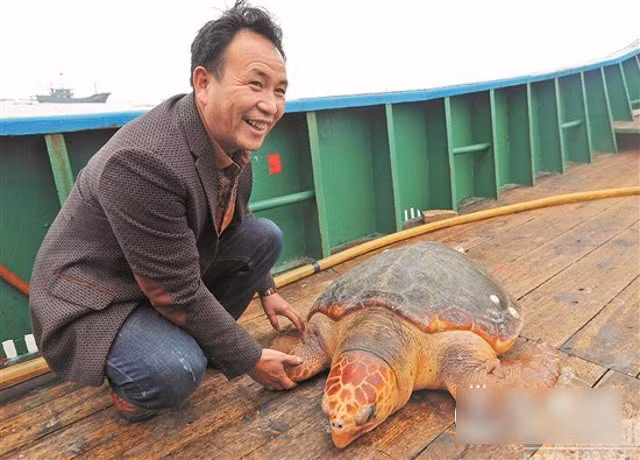 Cụ rùa được xác định thuộc loài Olive Ridley, một sinh vật biển cần được bảo vệ thuộc hạng 2 quốc gia.