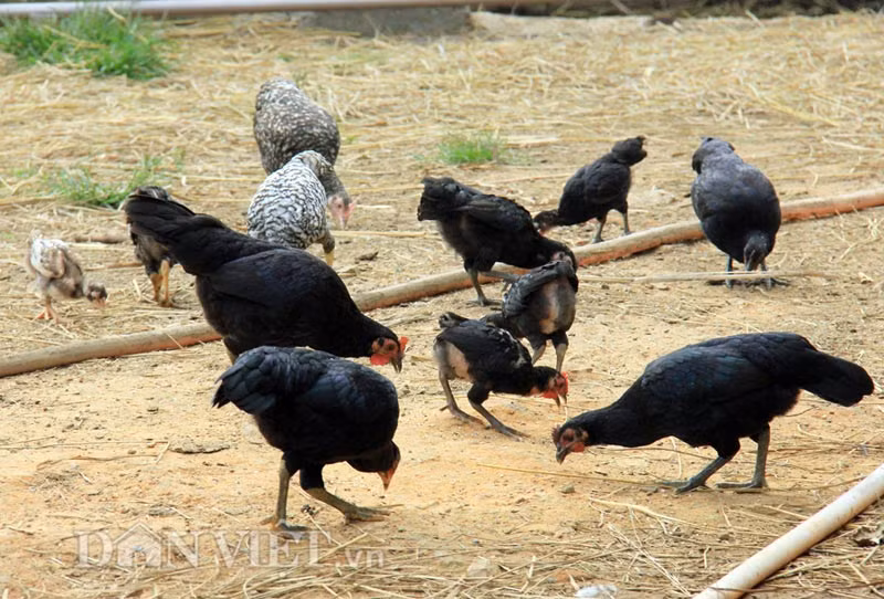 Gà re: Gà re vốn gốc là gà rừng được người dân các thôn bản bắt về thuần hóa và nuôi từ hàng trăm năm nay. Bộ lông của gà re chỉ có 3 màu, gồm: Đen, trắng ngà và nổ (đen xen trắng); chân có 2 màu chì và vàng; hình dáng thấp, nhỏ với trọng lượng khi trưởng thành trung bình khoảng 1,2 kg/con.