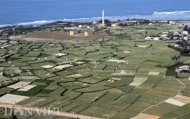 Vụ trồng tỏi hàng năm của người dân Lý Sơn thường bắt đầu vào tháng 9 (âm lịch) năm trước, kéo dài đến tháng 1 (âm lịch) năm sau thì thu hoạch, với năng suất từ 500-600kg/tươi/sào/vụ. Ảnh: Cánh đồng tỏi Lý Sơn.