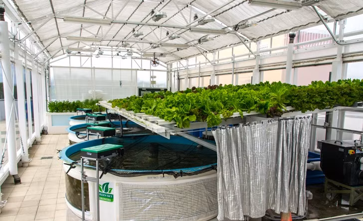 Vào những buổi sáng ấm áp, có gió nhẹ, phần mềm nhà kính sẽ mở các cửa chớp để đón không khí tự nhiên ùa vào.