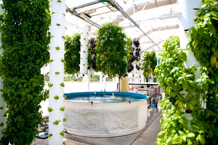 Nông trại còn gieo trồng các loại rau xanh phổ biến như: xà lách, rau thơm, rau mùi, ớt chuông, dưa chuột, bí xanh, cà chua…