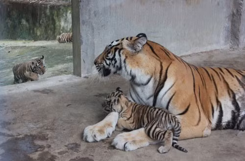 Không chỉ đầu tư vào các dự án nhà ở và khách sạn, ông Thản còn sở hữu trại bảo tồn động vật hoang dã Trại Bò rộng 100ha, riêng vườn thú rộng 35ha ở Diễn Lâm, Diễn Châu, Nghệ An, với nhiều loài động vật quý hiếm như tê giác, sư tử, hổ, bò tót. “Hiện nay mỗi tháng chúng tôi phải bỏ ra khoảng 400 triệu để chi phí cho việc mua thức ăn cho các loài thú và trả tiền lương cho 40 công nhân đang làm việc ở đây”, ông Nguyễn Văn Hải – Giám đốc Khu du lịch sinh thái Trại Bò cho biết.