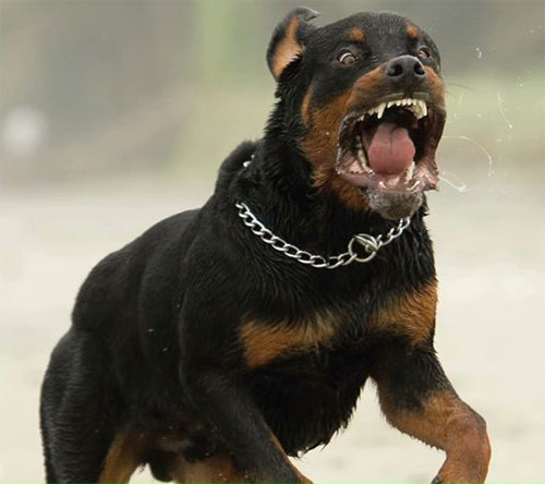 Đây cũng là giống chó nuôi đắt đỏ. Giá cả của một chú chó Rottweiler không chỉ phụ thuộc vào ngoại hình, thể trạng mà còn bởi huyết thống và gia phả của chúng. Ở Việt Nam, giá chó Rottweiler thuần chủng dao động phổ biến từ 5 – 8 triệu đồng, tùy vào nguồn gốc, kích thước, chất lượng, độ đẹp xấu.