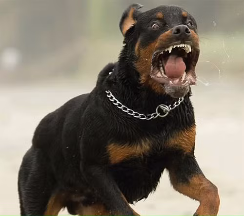 Đây cũng là giống chó nuôi đắt đỏ. Giá cả của một chú chó Rottweiler không chỉ phụ thuộc vào ngoại hình, thể trạng mà còn bởi huyết thống và gia phả của chúng. Ở Việt Nam, giá chó Rottweiler thuần chủng dao động phổ biến từ 5 – 8 triệu đồng, tùy vào nguồn gốc, kích thước, chất lượng, độ đẹp xấu.