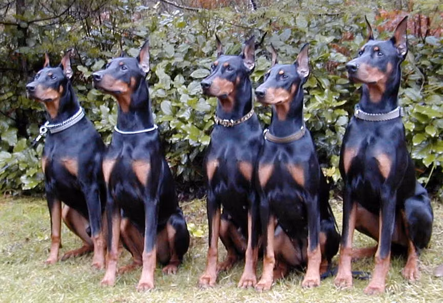 Ở Việt Nam, những con chó Doberman nhỏ có giá khoảng 30-35 triệu đồng. Con trưởng thành mang từ nước ngoài về có thể lên đến hơn 200 triệu đồng.