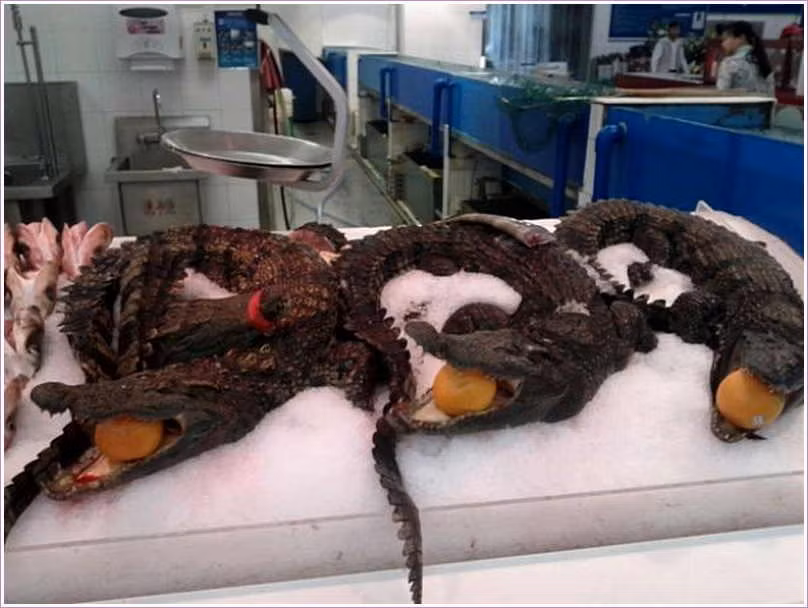 Cá sấu nguyên con cũng là mặt hàng quái lạ ở siêu thị Trung Quốc.