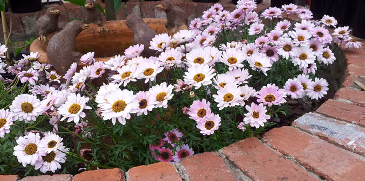 Những hàng hoa trồng hai bên lối đi vào nhà giúp tăng tính thẩm mỹ.