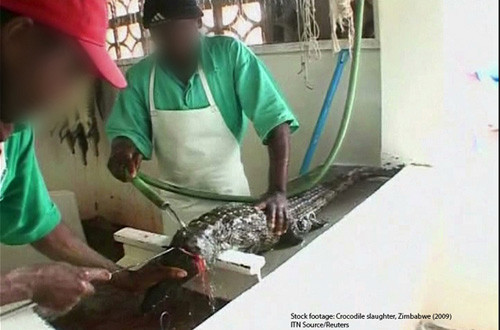 Còn đây là những hình ảnh đáng sợ được ghi lại tại xưởng lột da cá sấu ở bang Texas (Mỹ). Đằng sau vẻ hào nhoáng của những chiếc túi xách hàng hiệu là những con cá sấu bị lột da không thương tiếc.