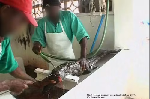 Còn đây là những hình ảnh đáng sợ được ghi lại tại xưởng lột da cá sấu ở bang Texas (Mỹ). Đằng sau vẻ hào nhoáng của những chiếc túi xách hàng hiệu là những con cá sấu bị lột da không thương tiếc.