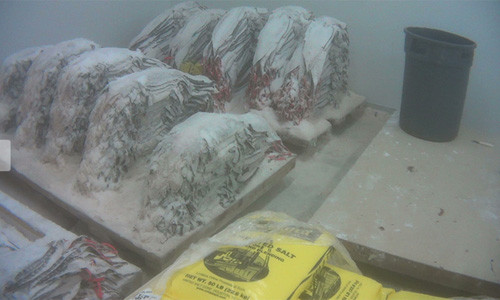 Da của cá sấu được bảo quản trong tủ đông lạnh trước khi được phân phối tới những xưởng thuộc da trên khắp nước Mỹ.