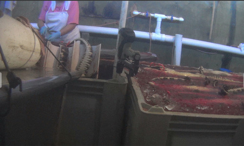 Mỗi ngày công nhân trong xưởng có thể giết hàng trăm con cá sấu. Các công nhân ngâm những con cá sấu đã chết trong một thùng đá trước khi lột da.