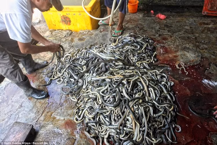 Cảnh lột da rắn để làm túi xách hàng hiệu tại cơ sở thuộc làng Kabetakan ở Java, Indonesia thật đáng sợ.