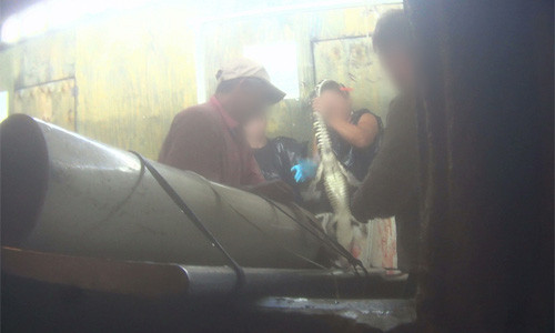 Trước hết, họ đặt cá sấu lên bàn, bẻ quặt đầu nó xuống, dùng một con dao mổ đâm thẳng vào xương sống nó. Sau đó, họ lấy một thanh sắt dài và chọc sâu vào xương sống cá sấu, tới tận phần đuôi để lột da.