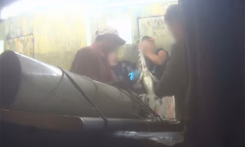 Trước hết, họ đặt cá sấu lên bàn, bẻ quặt đầu nó xuống, dùng một con dao mổ đâm thẳng vào xương sống nó. Sau đó, họ lấy một thanh sắt dài và chọc sâu vào xương sống cá sấu, tới tận phần đuôi để lột da.