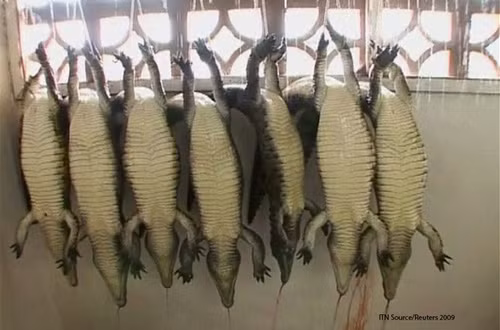 Những công nhân làm việc tại trang trại cá sấu cho biết, họ dùng súng chuyên dụng để bắn vào đầu cá sấu, rồi cưa những dãy gai trên lưng và dùng dao để cắt ngang cổ con vật. Trong hình là cảnh những con cá sấu bị dồn vào một góc chật chội để chờ đem đi xẻ thịt, lột da.