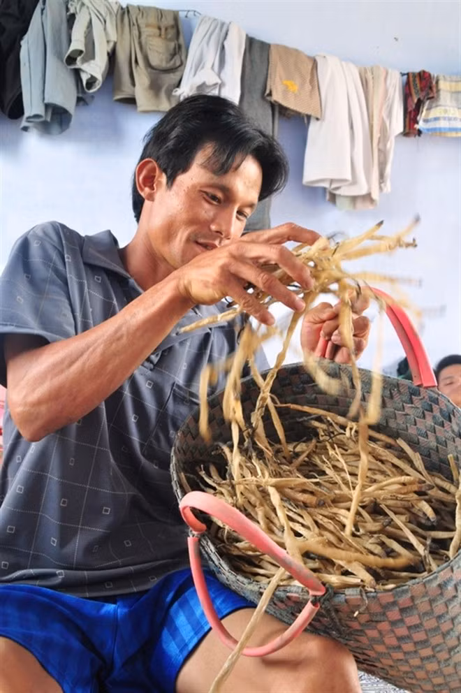 Mùa “săn” giun biển một năm chỉ tiến hành từ tháng 4 đến tháng 8, khi mực nước triều hạ, lộ ra những vùng cát bãi bồi ven cửa phá, cửa biển. Mỗi kg giun tươi thương lái thu mua tại chỗ giá 50.000 đồng. Mỗi ngày bình quân một “thợ săn” kiếm được trên chục kg. Có gia đình đi cả nhà ra Huế làm nghề này, kiếm tiền triệu/ngày. Ảnh: Giun biển khô có giá 800.000 đồng/kg.