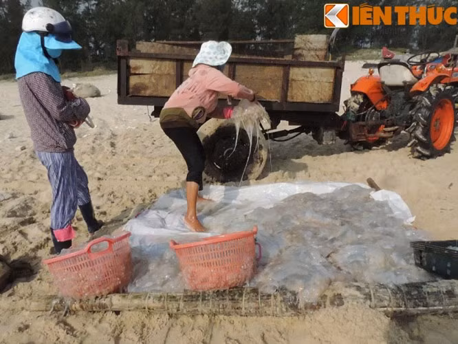 Những năm trở lại đây, nghề đánh bắt sứa tươi mang lại thu nhập rất cao cho ngư dân vùng biển Gio Linh, Quảng Trị. Mùa sứa bắt đầu từ giữa tháng 3 đến cuối tháng tư dương lịch. Mỗi ngày đi vớt sứa trên biển, một ngư dân cũng kiếm được từ 2 – 3 triệu đồng. Tuy nhiên, để có được những đồng tiền này, ngư dân cũng phải “đổ mồ hôi, sôi nước mắt” với nghề được coi là "vớt vàng trắng" trên biển.