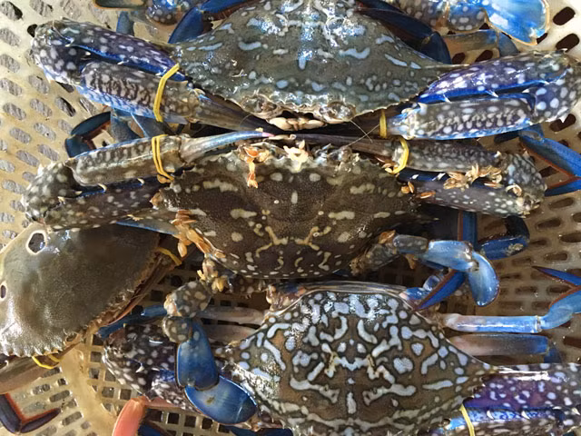 Với giá bán từ 180-250.000 đồng/kg ghẹ sống, nghề săn bắt ghẹ đã mang lại nguồn thu nhập khá cho hàng ngàn hộ dân vùng bãi ngang ven biển ở Quảng Ngãi.