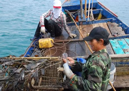 So với nghề biển khác, nghề “bẫy” mực lá là nghề nhẹ nhàng nhất bởi không tốn chi phí nhiều mà lại thu lợi được cao. Tùy theo số lượng bóng, vị trí thả và "hên, xuôi" mà số lượng mực về mỗi ngày khác nhau. Nhiều ngư dân “trúng mánh”, mỗi ngày có thể kiếm được tiền trăm, thậm chí tiền triệu từ những chiếc lồng "bẫy mực.