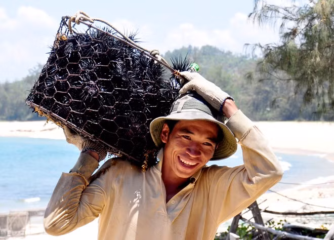 Thời điểm mùa hè biển êm, hàng trăm ngư dân vùng ven biển đảo Quảng Ngãi vào mùa lặn bắt nhum biển - từng được ví là "đặc sản tiến Vua" kiếm được khoản thu nhập cao cho gia đình. Mùa lặn bắt nhím biển hay còn gọi là nhum biển kéo dài từ tháng 4 đến tháng 7 dương lịch hàng năm, khi tiết trời mùa hè biển lặng.