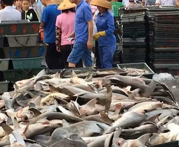 Soc canh ca map dau bua bay ban la liet tai cho ca