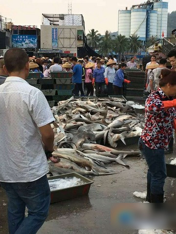 Cá mập đầu búa được xếp loại nguy cơ tuyệt chủng trong thang đánh giá của Công ước Liên hợp quốc về Thương mại quốc tế năm 2014 và việc săn bắt loài cá này là không được phép ở Trung Quốc vì Bắc Kinh là thành viên của Công ước này.