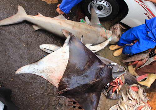 Cá đuối cũng là mặt hàng được buôn bán ở khu chợ cá này. Mặc dù cá đuối ít được các nhà bảo tồn động vật chú ý, nhưng chúng cũng đang phải đối mặt với các nguy cơ tương tự như loài cá mập.