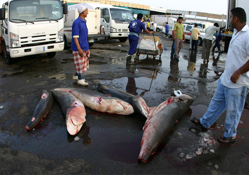 Hình dạng của những con cá mập sau khi bị cắt bỏ đuôi và vây.