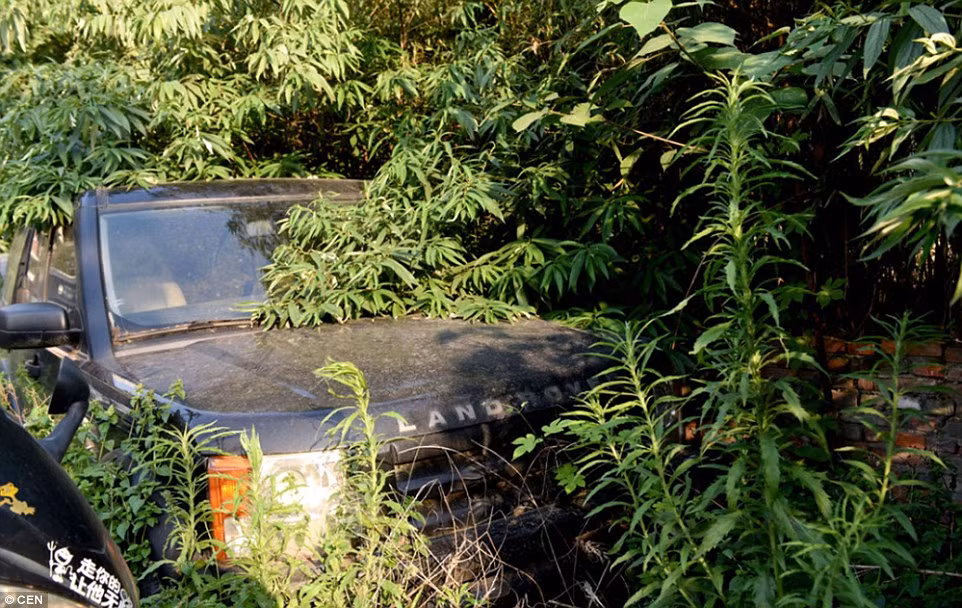 Một chiếc Land Rovers nằm trong bụi cây mọc um tùm.