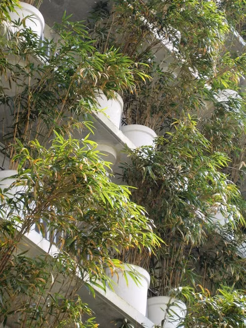 Kiến trúc sư Edouard Francois chính là người đưa ra ý tưởng bao phủ ba mặt của khu chung cư xanh Flower Tower bằng cây trúc.