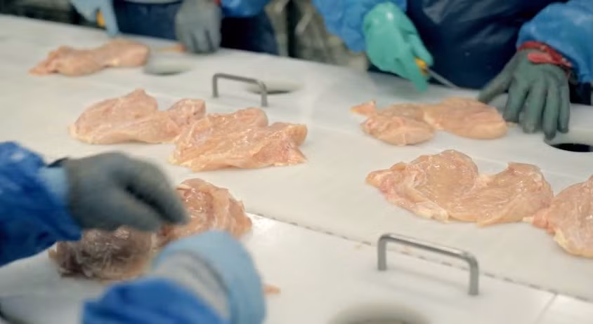 Các công nhân lọc bớt mỡ ở thịt ức rồi đưa vào dây chuyền chế biến.