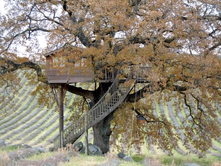 Nhìn từ xa, ngôi nhà trên cây này giống như một bức tranh tuyệt đẹp.