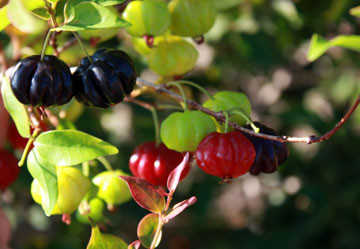 Quả có 8 khía, mỗi quả có từ 1-3 hạt, quả non màu xanh, chuyển dần sang đỏ rồi tới chín đen.