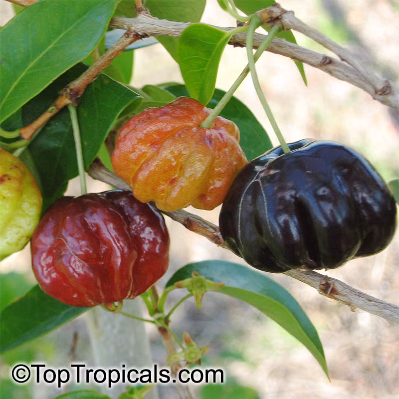 Màu quả thay đổi từ khi còn non tới khi già.