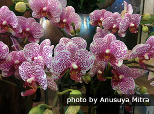 Hoa phong lan: Trong năm mới của Trung Quốc, mọi khu chợ hoặc cửa hàng đều bày bán những chậu hoa phong lan với đủ màu sắc đa dạng. Hoa lan là loài hoa tinh tế, đẹp và thanh lịch. Đặc biệt ở Trung Quốc, hoa lan từ lâu được coi là biểu tượng của sự sinh sôi nảy nở và thịnh vượng. Hoa lan cũng biểu hiện sự tinh tế, sang trọng và tinh khiết nên thường được bày vào ngày Tết.