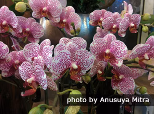 Hoa phong lan: Trong năm mới của Trung Quốc, mọi khu chợ hoặc cửa hàng đều bày bán những chậu hoa phong lan với đủ màu sắc đa dạng. Hoa lan là loài hoa tinh tế, đẹp và thanh lịch. Đặc biệt ở Trung Quốc, hoa lan từ lâu được coi là biểu tượng của sự sinh sôi nảy nở và thịnh vượng. Hoa lan cũng biểu hiện sự tinh tế, sang trọng và tinh khiết nên thường được bày vào ngày Tết.