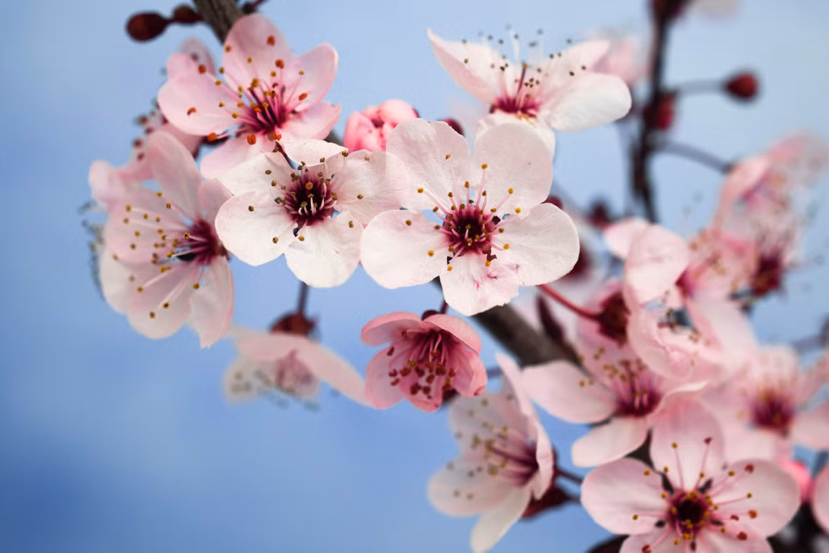 Hoa mận: Những bông hoa màu hồng tươi sáng tượng trưng cho sự kiên trì và độ tin cậy - hai đặc điểm cần thiết để thành công trong cuộc sống. Đây là một trong những loài hoa tượng trưng quan trọng nhất đối với người Trung Quốc. Nó tượng trưng cho sức chịu đựng và lòng can đảm. Mận, cùng với phong lan (độ tinh khiết), tre (phách), và hoa cúc là 4 loài cây tứ quý ở Trung Quốc.