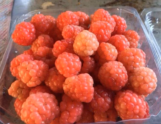 Mâm xôi hay còn gọi là phúc bồn tử, đùm đùm, là loại quả hoang dại xuất phát từ Đông Nam Á, Bắc Mỹ, đặc biệt được ưa chuộng ở các nước châu Âu.