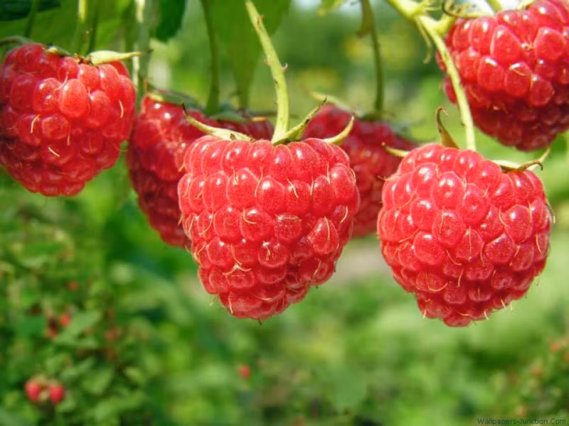 Quả mâm xôi có giá bán tại Việt Nam dao động 2-2,5 triệu đồng/kg. Một số chủ cửa hàng cho biết, giá quả mâm xôi ở châu Âu chỉ vài trăm nghìn/kg, nhưng vì chi phí vận chuyển và hút khách nên về Việt Nam mới đắt như vậy.