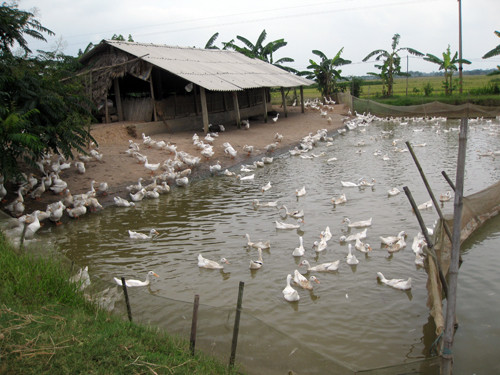 Hai trang trại nuôi vịt của anh Thoại hiện giải quyết việc làm thường xuyên cho 16 lao động địa phương, bao cơm ăn hàng ngày và trả tiền công 4 triệu đồng/người/tháng. Theo tính toán của anh Thoại, với giá trứng hiện nay 20.000 đồng/chục, từ đàn vịt đẻ trứng 15.000 con, sau khi trừ hết chi phí, anh thu lãi trên 5 triệu đồng/ngày; nếu giá cả ổn định, tiền lãi cũng trên 2 tỉ đồng/năm. Ảnh minh họa.