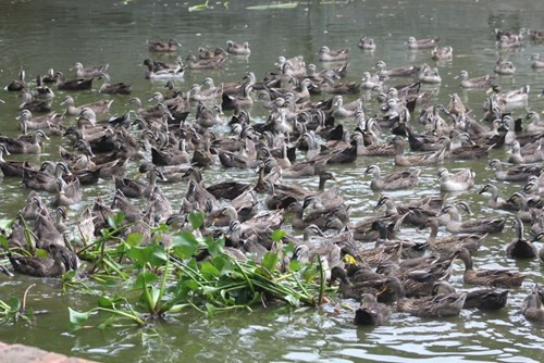 Hiện tại, anh Dần có 2 trang trại chăn nuôi, cung cấp từ vịt thương phẩm đến trứng, vịt giống, không chỉ cho miền Bắc mà còn trên cả nước. Mô hình của anh được nhân rộng ở nhiều tỉnh thành khắp 3 miền.