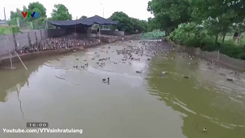 Không chỉ khiến mọi người thán phục với mô hình chăn nuôi thu 5 tỷ/năm, đại gia nuôi vịt trời Nguyễn Đức Diệp còn gây ấn tượng với dây chuyền tự sản xuất thức ăn và chăn nuôi vịt sạch theo tiêu chuẩn quốc tế…