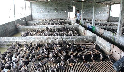 Với mức giá bán vịt giống 100 nghìn đồng/con, vịt thương phẩm 220 - 250 nghìn đồng/con và nếu mỗi tháng trung bình xuất bán 1.000 con thì trừ chi phí vận chuyển, thức ăn, quá trình chăm sóc… anh Dần thu về từ 100 - 150 triệu đồng/tháng. Tính trung bình một năm, anh có 1 - 2 tỷ đồng từ vịt trời.