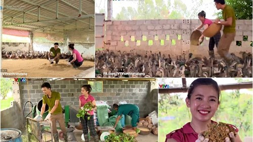 Chàng trai sinh năm 1982 tại Hưng Yên sau 1 thời gian nghiên cứu, đi tìm hiểu nhiều trang trại vịt trời trên cả nước đã tận dụng nguồn sông rạch tại quê hương để quy hoạch nuôi vịt trời. Hiện, trang trại của "vua vịt trời" Nguyễn Đức Diệp được chia làm 5 khu vực nuôi vịt trời bao gồm: Khu nuôi vịt đẻ, khu ấp vịt con, khu nuôi vịt con; khu nuôi vịt nhỡ và khu nuôi vịt trưởng thành.