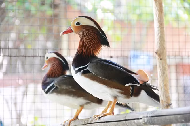 Với ý nghĩa là mang đến cho gia đình cuộc sống ấm no, hạnh phúc và mãi mãi bên nhau, nhiều người đã lựa chọn vịt uyên ương là món quà biếu Tết cực độc.