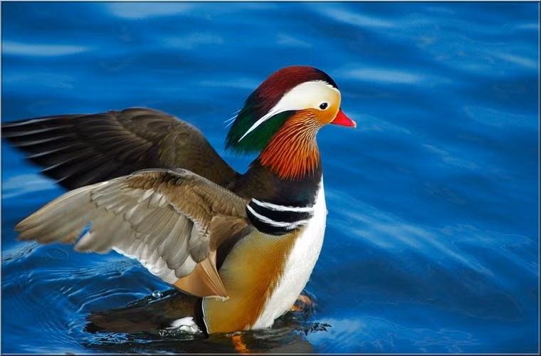 Uyên ương là một loài vịt đậu cây kích thước trung bình, có quan hệ họ hàng gần gũi với vịt Carolina ở Bắc Mỹ.