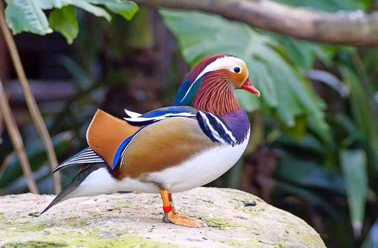 Vịt uyên ương được biết đến là loài đẹp nhất trong tất cả các loài chim bởi bộ lông sặc sỡ, quyến rũ.