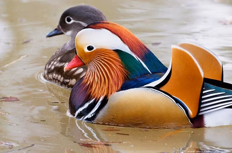 Là giống vịt quý và hiếm ở Việt Nam, mỗi cặp uyên ương có giá bán trên thị trường dao động từ 11 đến 12 triệu đồng.